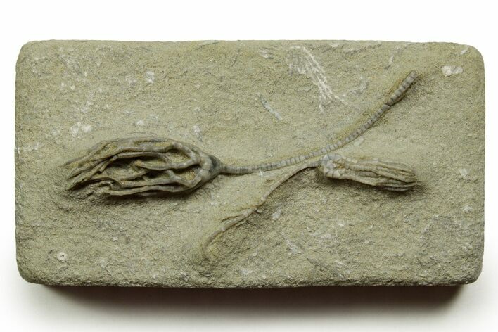 Fossil Crinoid Plate (Two Species) - Crawfordsville, Indiana #371580